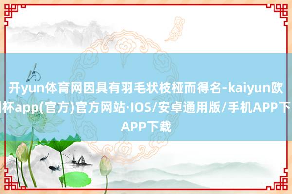 开yun体育网因具有羽毛状枝桠而得名-kaiyun欧洲杯app(官方)官方网站·IOS/安卓通用版/手机APP下载