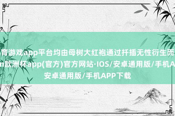 体育游戏app平台均由母树大红袍通过扦插无性衍生而来-kaiyun欧洲杯app(官方)官方网站·IOS/安卓通用版/手机APP下载